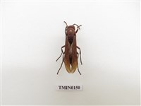 藏品(蜂)的圖片